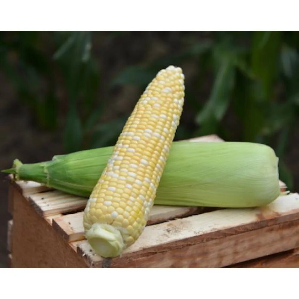 Кукуруза джубили. Аурика кукуруза сахарная. Кукуруза f1. Кукуруза государь f1 5г гавриш. Кукуруза f1.