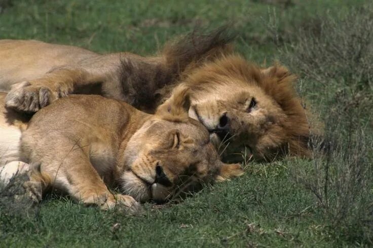 Lions couple