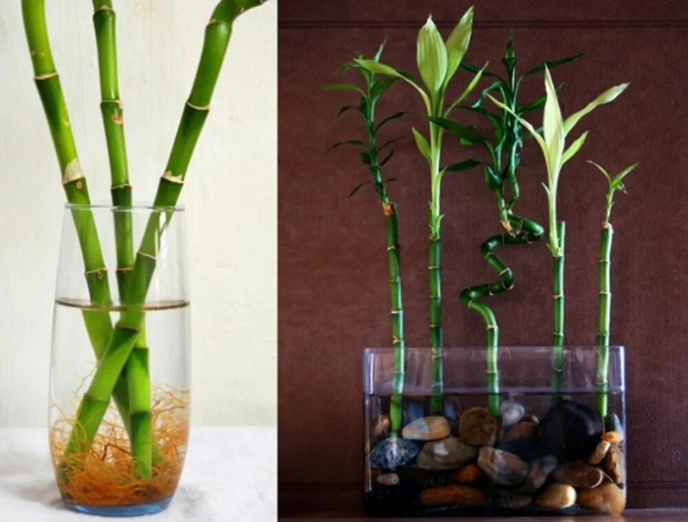 Cheap Glass Vases used to make Lucky Bamboo Deco plantes interieur, Plantes d'in