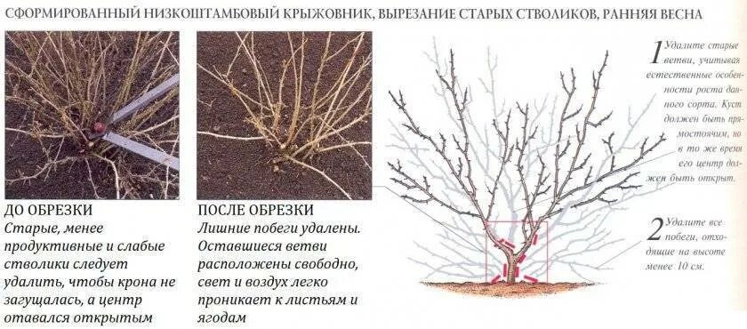 Как ухаживать за крыжовником. Схема обрезки крыжовника осенью. Формирование куста крыжовника схема. Схема обрезки куста крыжовника. Крыжовник схема куста.