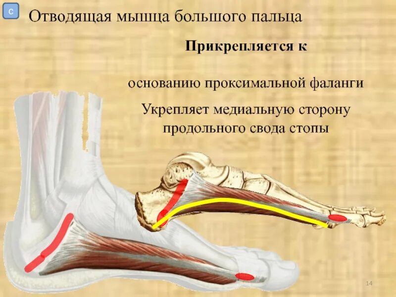 Свод 21. Мышцы формирующие свод стопы. Поперечный свод стопы мышцы. Мышцы свода стопы. Мышцы поддерживающие свод стопы.