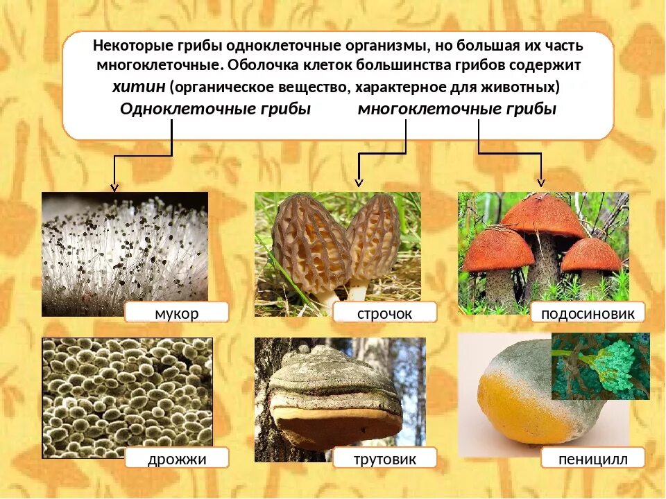Грибы бывают одноклеточными и многоклеточными эти организмы. Классификация грибов одноклеточные и многоклеточные. Одноклеточные и многоклеточные грибы 5 класс биология. Название одноклеточных грибов. Одноклеточные грибы названия.
