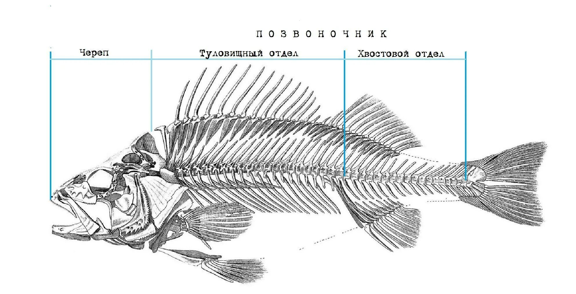 Скелет рыбы состоит из. Скелет рыбы. скелет костной рыбы. скелет рыбы рисунок. скелет рыбы рисунок карандашом.