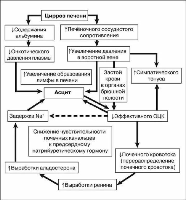 Признаки отека печени. Отечный синдром при циррозе печени патогенез. Механизм развития асцита при циррозе печени патфиз. Схема развития цирроза печени. Патогенез отеков при циррозе печени патофизиология.