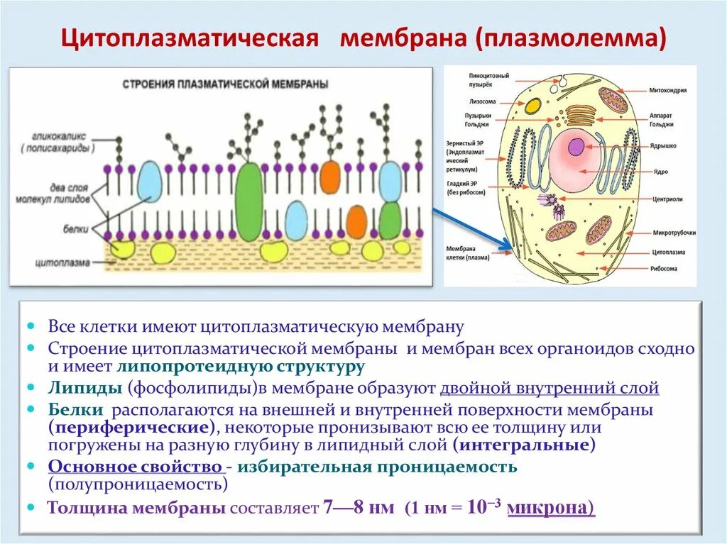 Строение и функции плазматической. Оболочки цитолеммы мембрана. Цитоплазматическая мембрана строение и функции. Строение цитоплазматической мембраны эукариотической клетки. Плазмолемма строение и функции.