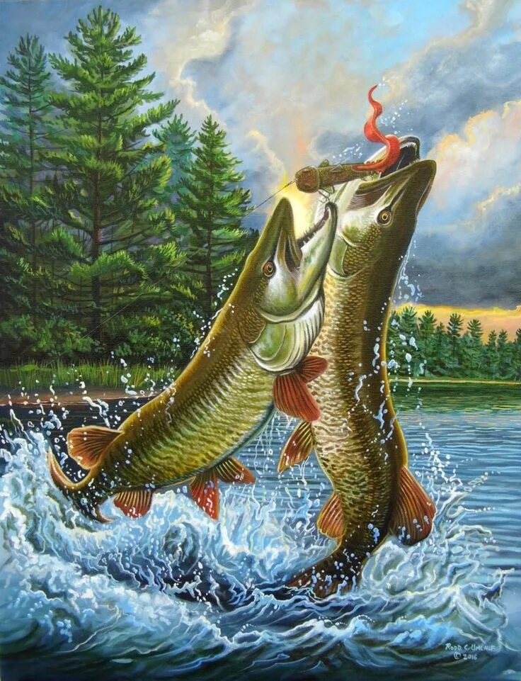 Щука ловит рыбу. Картина щука Пайк. Ал Агнев картины с рыбами. Щука обыкновенная. Рыбалка картинки.