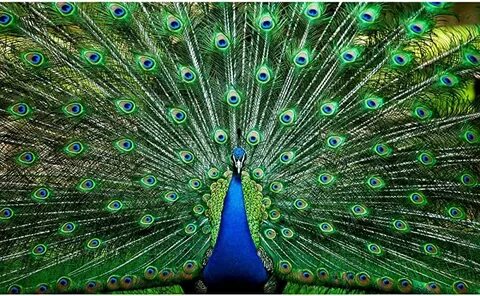 As happy as a peacock