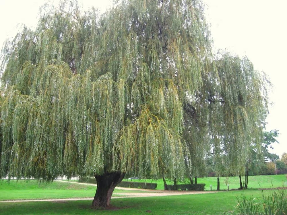 Ива обыкновенная жизненная форма. Ива белая (Salix Alba). Salix Alba Ива плакучая. Ива белая серебристая плакучая. Ива плакучая серебристая.