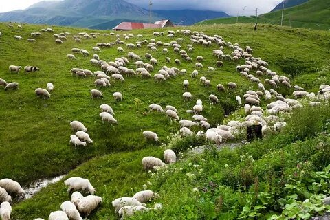 Барашки кчр