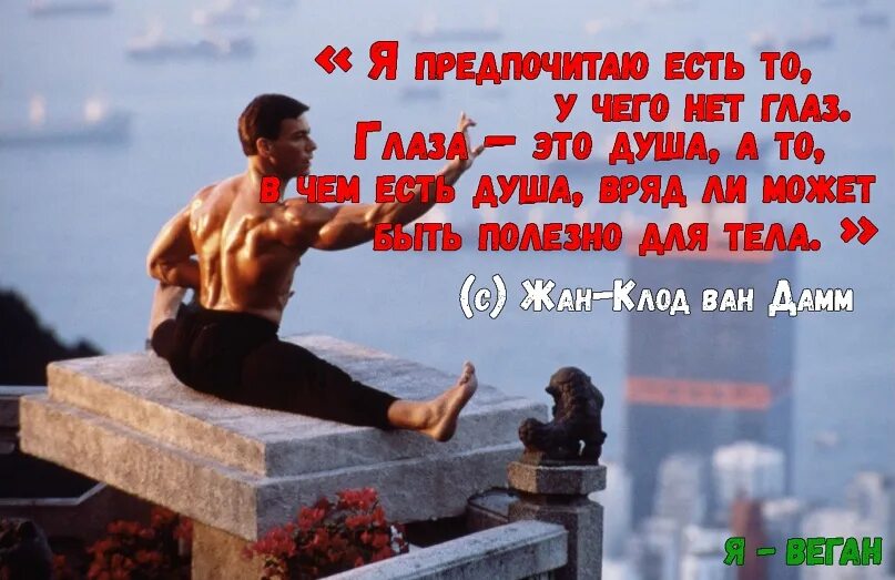 Цитаты ван. Цитаты ван дамма. цитаты жан клода ван дамма. жан-клод ван дамм цитаты. ван дамм цитаты.
