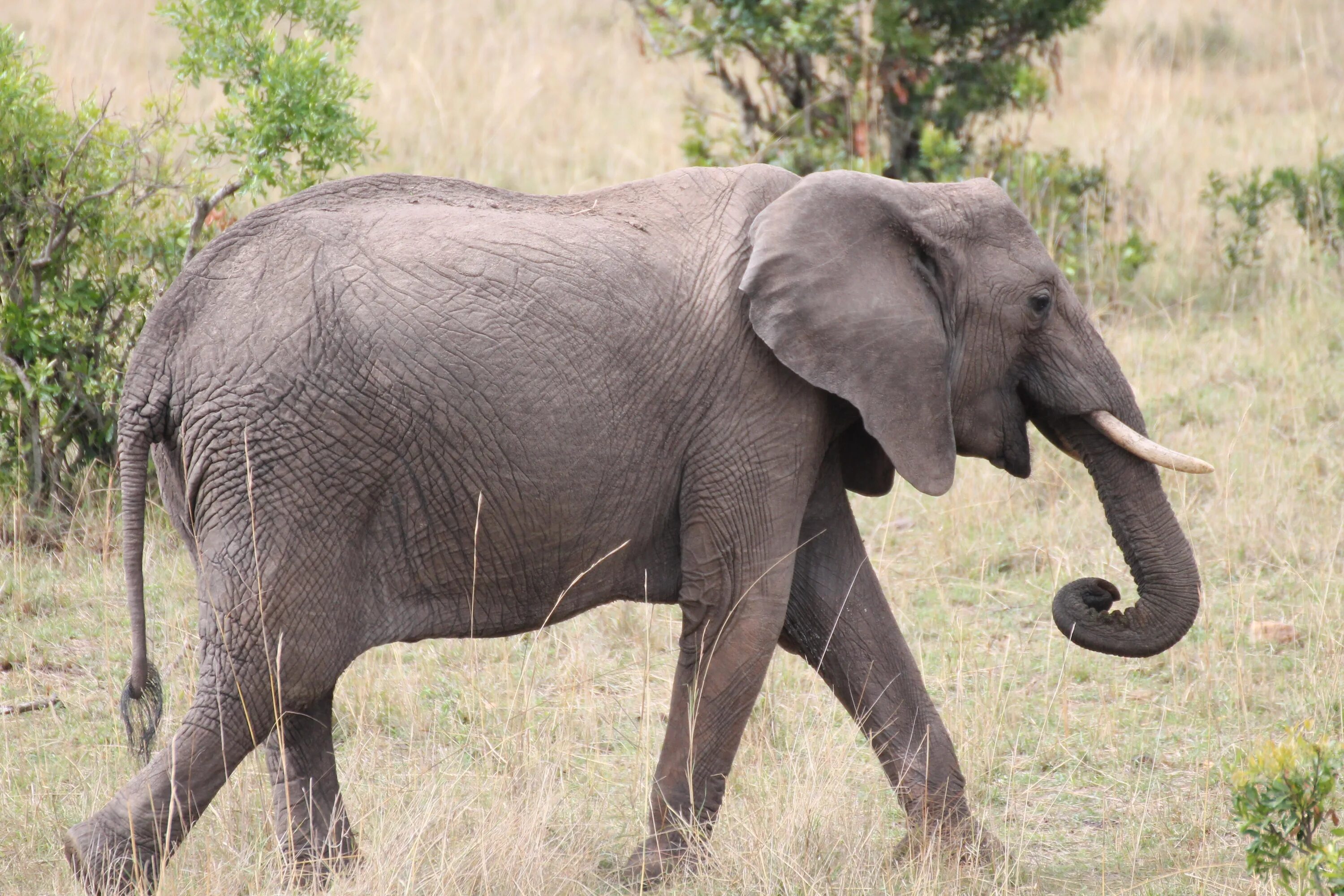 Саванный Африканский слон Африки. Африканский саванский слон. Хоботные Африканский слон. Саванный слон и Африканский слон.