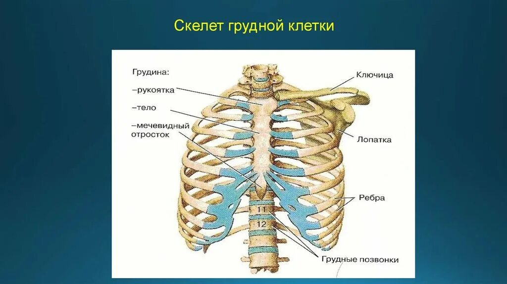 Какое строение грудной клетки. Скелет человека анатомия Грудина. Строение костей грудной клетки человека. Скелет грудной клетки человека анатомия. Грудина скелет строение.