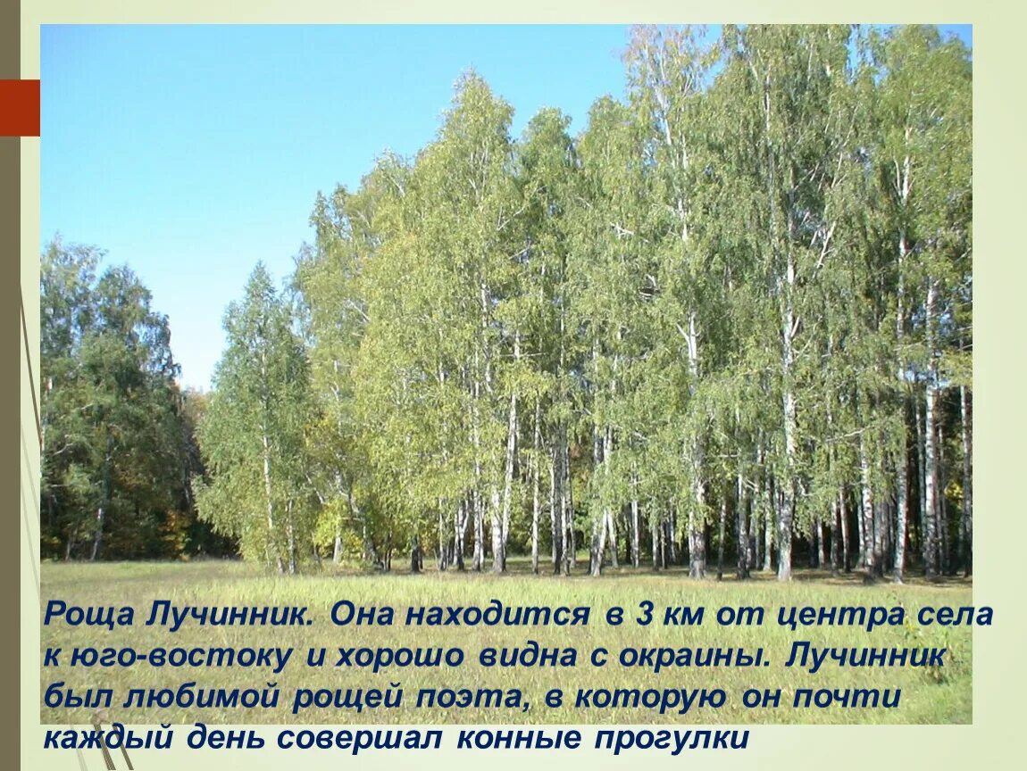 Родник лучинник. Родник болдино. Лучинник большое болдино. Роща лучинник нижегородская область. Роща лучинник большое болдино.