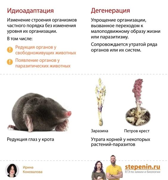 ДЕГЕНЕРАЦИЯ В ЭВОЛЮЦИИ images