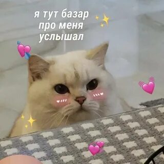 Кот мяуч