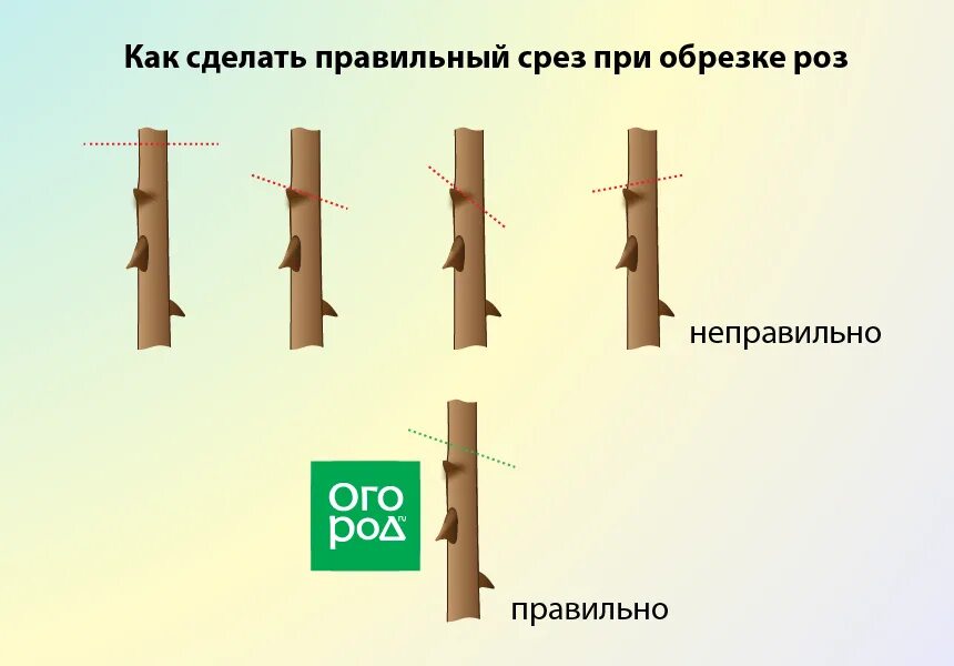 Как создать срез. Правильный срез при обрезке. правильный срез при обрезке деревьев. как правильно делать срезы при обрезке. как правильно делать срез на розах.