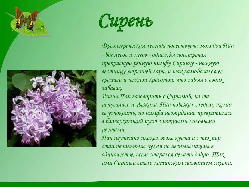 Легенды о животных 2 класс окружающий мир. Мифы о цветах. Легенда о цветке. Легенды о растениях. Маленькие легенды о цветах.