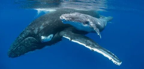 Whale song