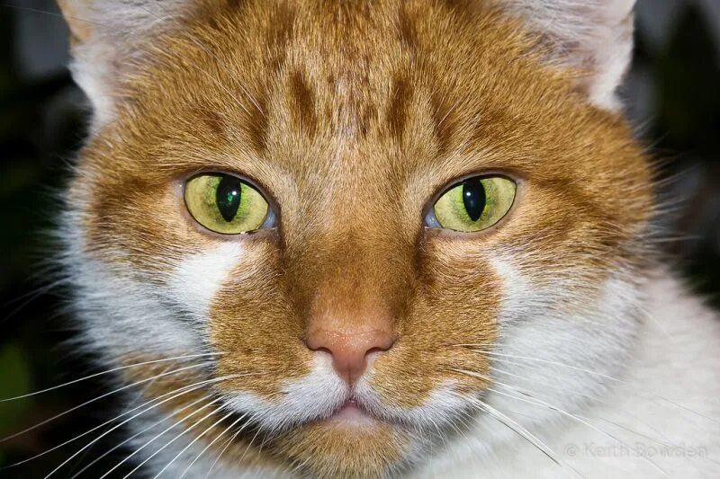 Рыжий кот лицо. Лицо кота. рыжий кот с языком. фото кота с пристальным взглядом.