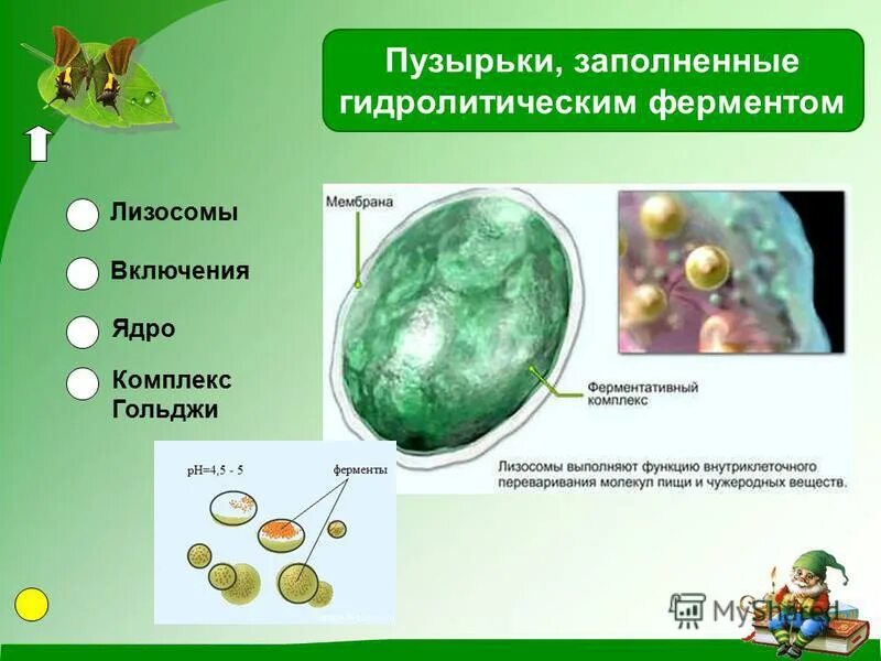 строение органоидов животной клетки строение. строение животной клетки рисунок. ядро лизосомы. строение клетки.