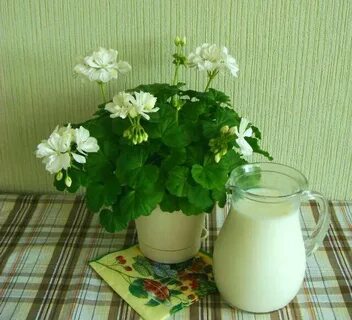 Пеларгония фантазия флер
