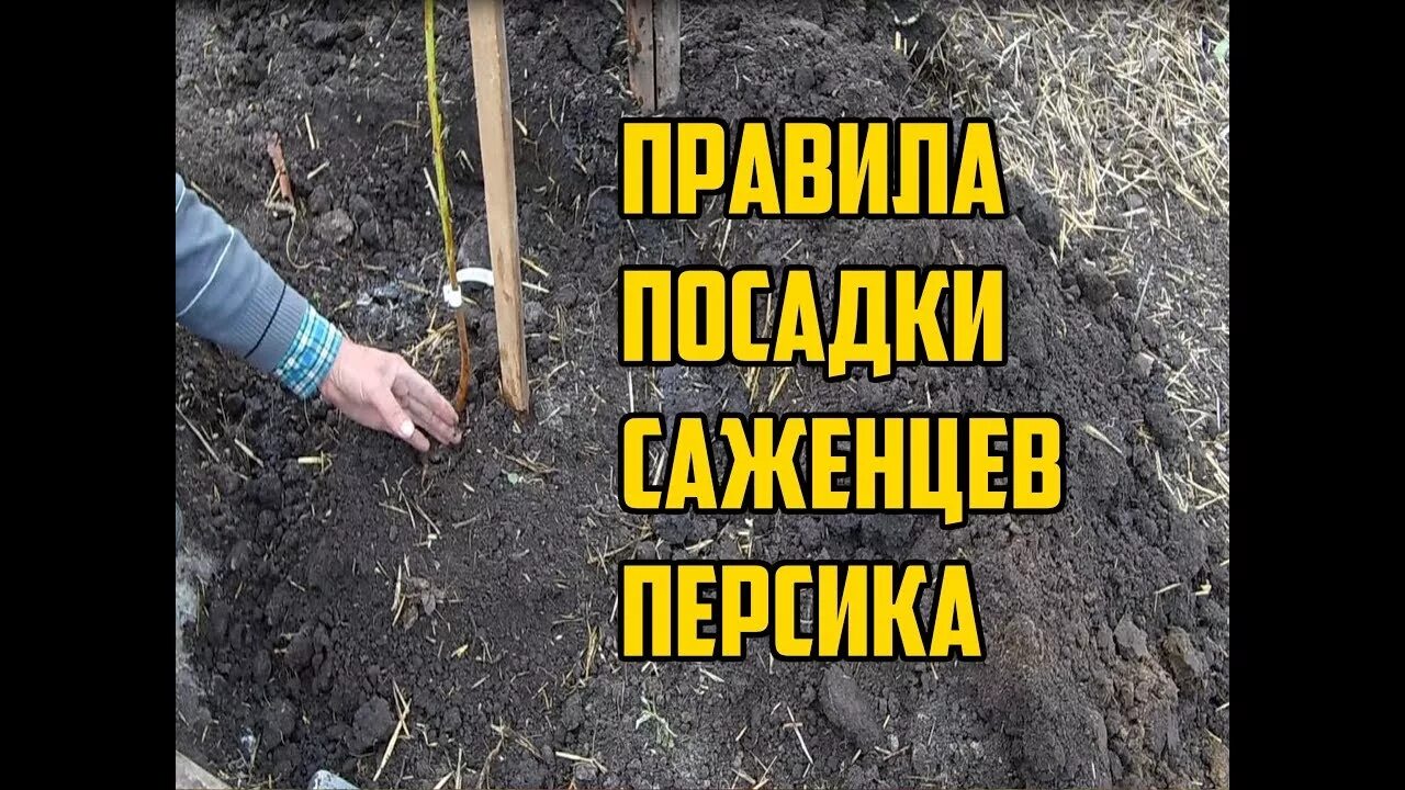 Сад саженцы. Посадка саженца персика. Саженцы персика посадка. Гранат формировка деревца. Однолетние саженцы персика.