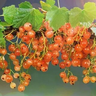 Розовая смородина