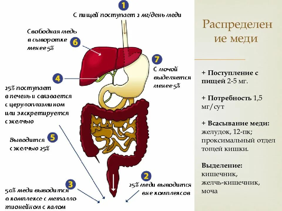 Желчь, поступающая в кишечник. Поступление желчи в кишечник. Желчь поступает в желудок. Желчь из печени поступает в желудок.