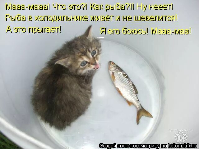 Хотим быть рыбками. Котоматрица про рыбу. Кот стащил рыбу. Котик хочет рыбку. Хочу рыбку.