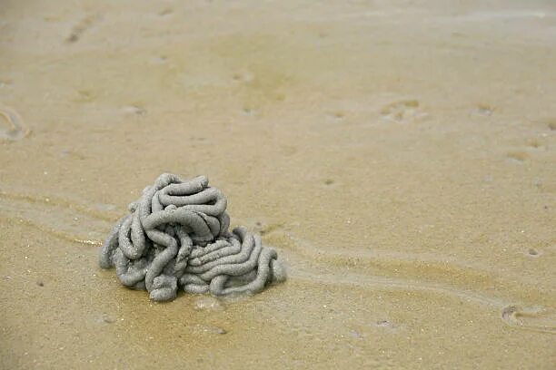 Черви в песке. Песочные черви на пляже.