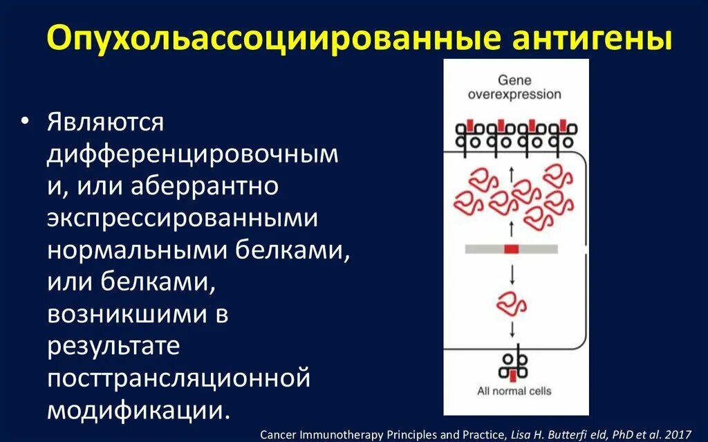 Опухолеспецифические антигены. Опухолеассоциированные антигены. Классификация опухолевых антигенов. Дифференцировочные антигены. Основные группы антигенов