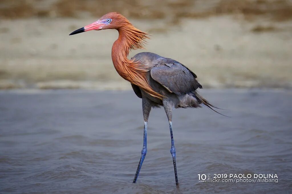 Egretta rufescens. Reddish Egret птица. Голубоногая цапля. Необычные Аистообразные.