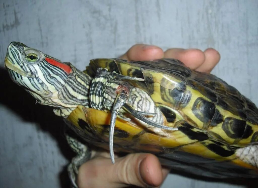 Красноухая черепаха. Черепаха водная красноухая. Калифорнийская красноухая черепаха. Красноухая черепаха самец. Красноухая черепаха каких размеров