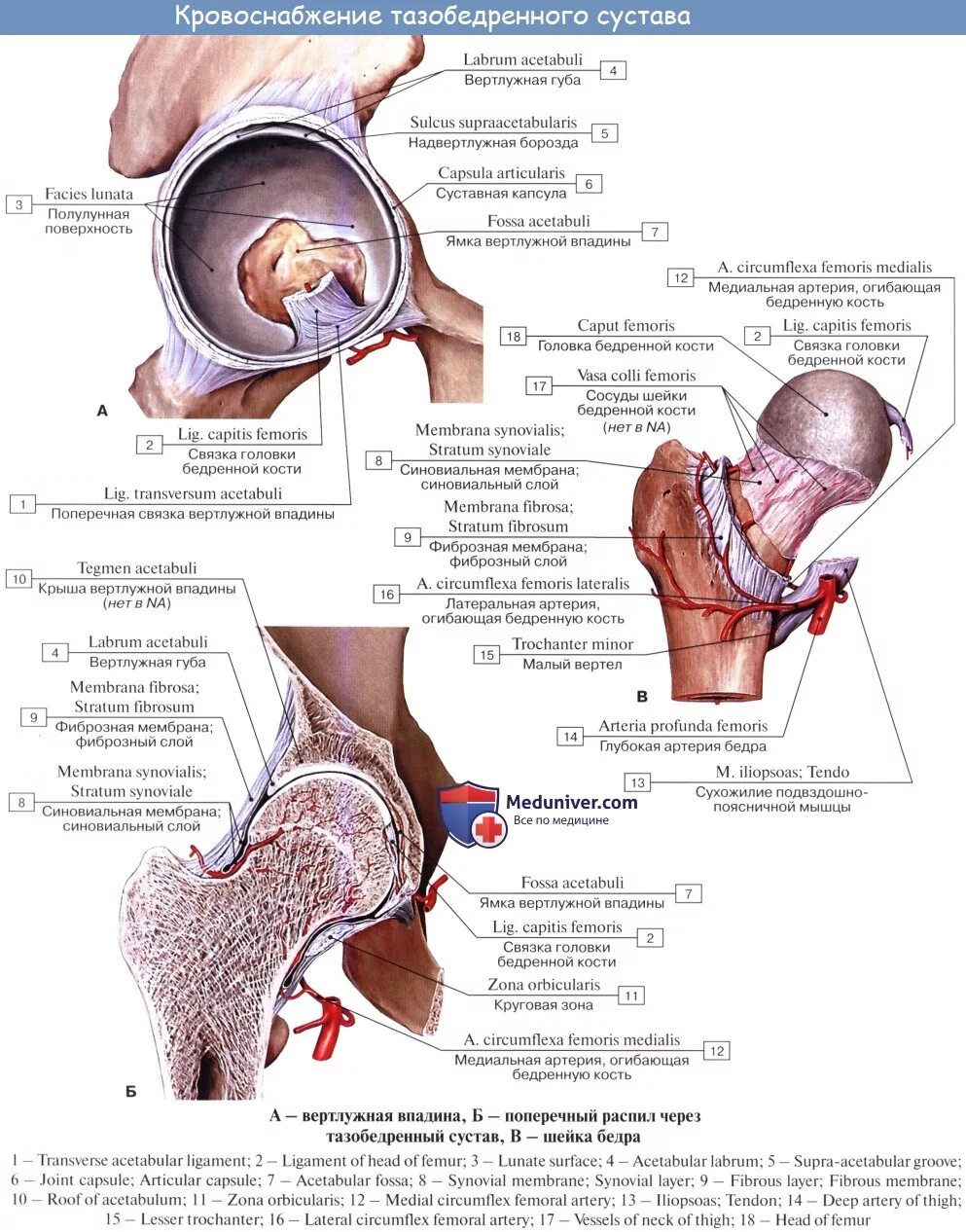 Связка головки. Связка головки тазобедренного сустава. Сосуды тазобедренного сустава анатомия. Иннервация тазобедренного сустава схема. Таз анатомия вертлужная впадина.