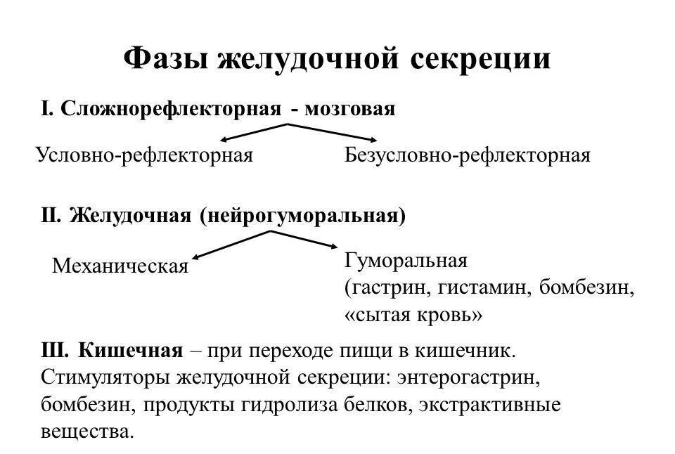 Фазы желудочной секреции. Желудочная фаза секреции желудочного сока. фазы желудочной секреции физиология. 3 фазы желудочной секреции. фазы желудочной секреции схема.