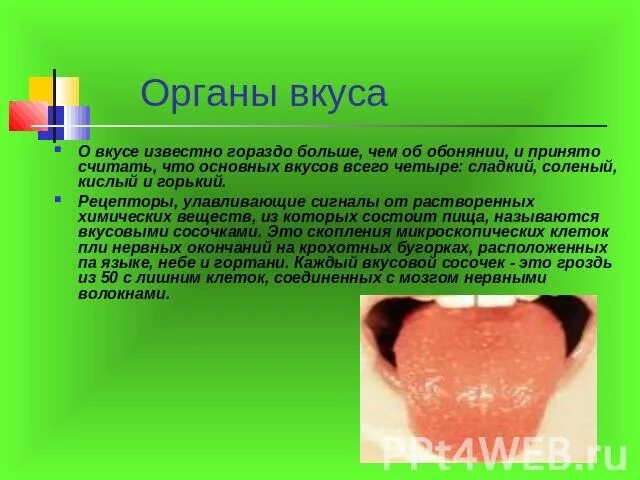 Органы чувств человека интересные факты 3 класс. Интересные факты о органе чувств вкус. факты о органе. доклад на тему орган вкуса. 5 интересных фактов о органах чувств.