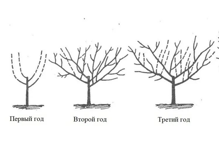 Обрезка колоновидного персика схема. Обрезка абрикоса схема. Формировка абрикоса чашей. Схема обрезки саженцев яблони весной. Обрезка абрикоса весной как обрезать дерево правильно