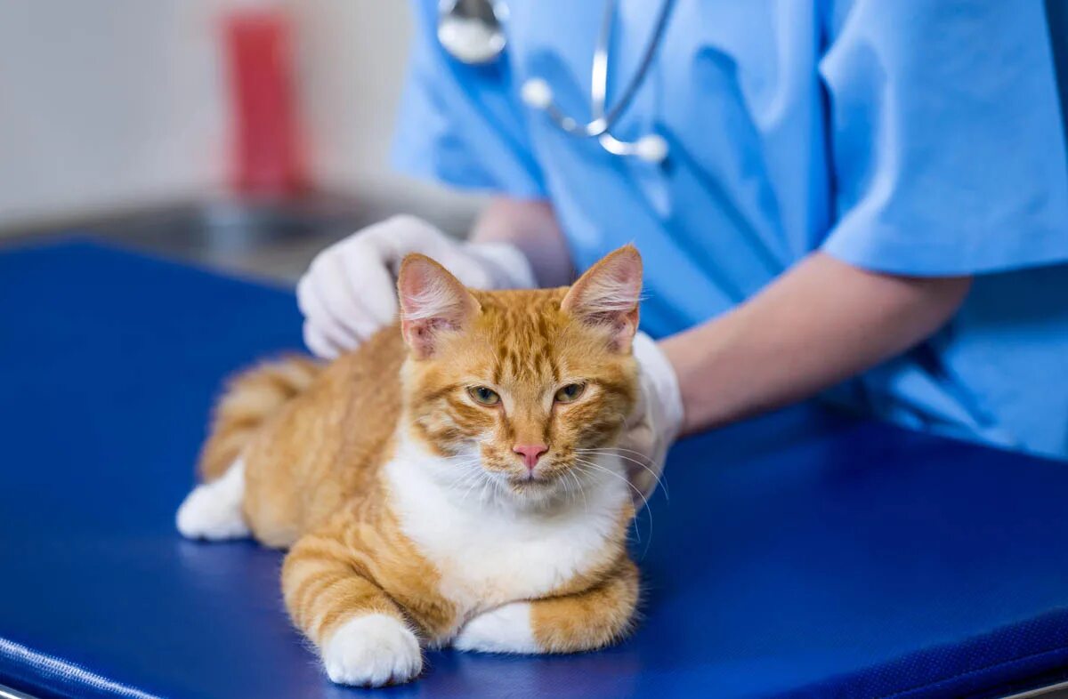 Ветеринар котят. Кошка в ветеринарной клинике. осмотр кошки. рыжий кот в ветеринарке. кошка в ветклинике.