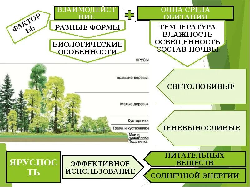 3 растительное сообщество