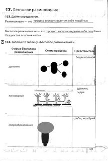 Сонина 6 класс с пчелой