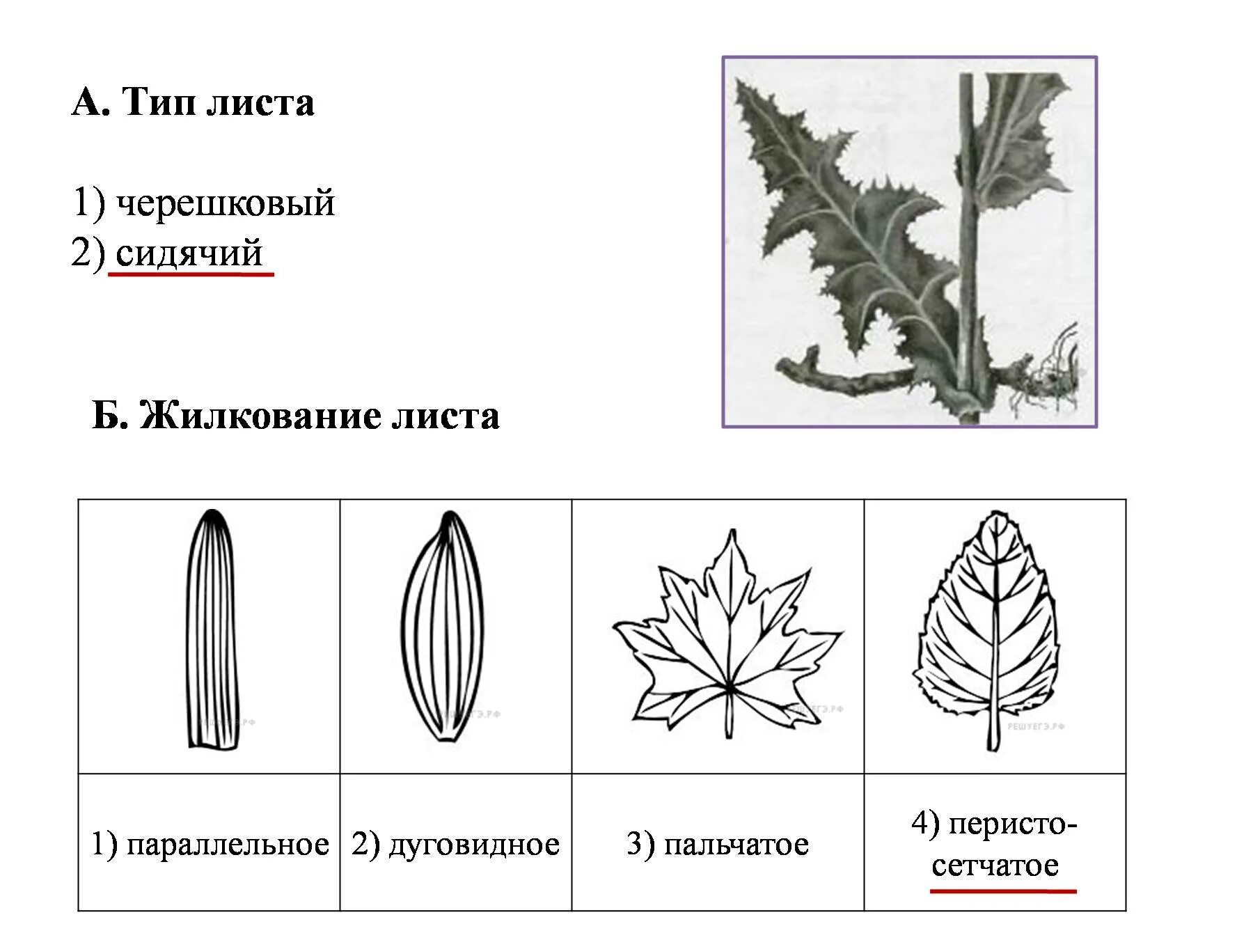 Типы жилкования листьев таблица. Тип листа жилкование листа. ИП листа 1) черешковый 2) сидячий. Тип листа 1) черешковый 2) сидячий.