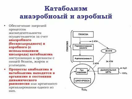 Какие процессы обеспечивают жизнь