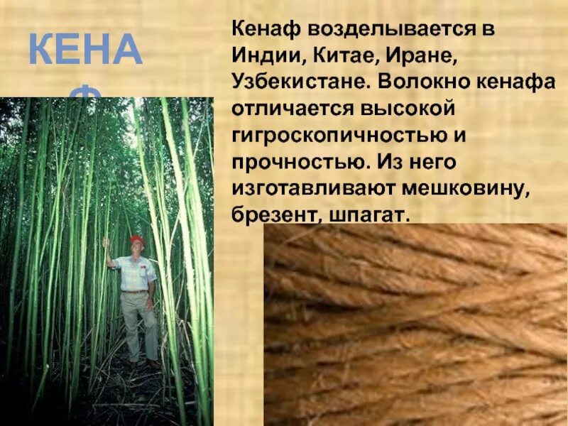 Кенаф. Кенаф растение волокно. джут кенаф. кенаф рами. кенаф ткань.