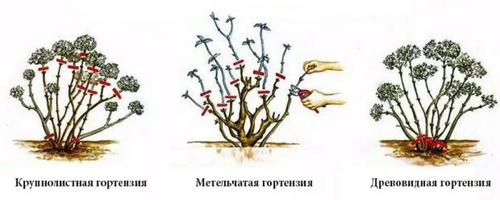 Как правильно обрезать метельчатую