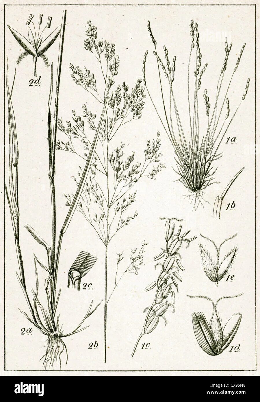 Роды злаковых. Полевица булавовидная. Agrostis capillaris. Полевица тонкая рисунок. Полевица булавовидная рисунок.