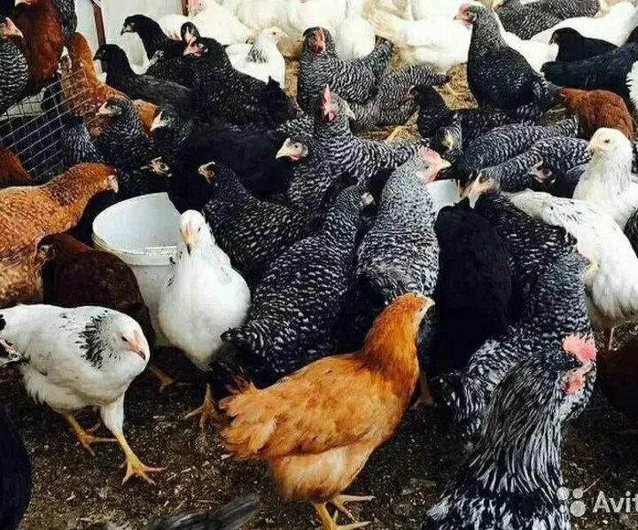 Куфар птицы