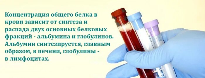 Снижен общий белок в крови. Белок в крови у детей альбумины/глобулины. Норма общего белка в крови. Норма альбуминов и глобулинов в крови. Печеночные пробы.