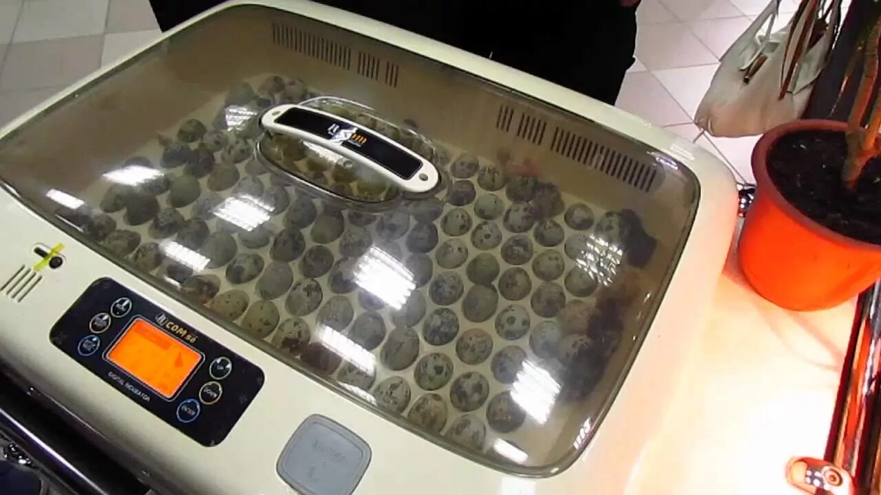 инкубатор для на 500 перепелок. инкубатор автоматический на 24 яйца hhd. инкубатор для перепелов на 300 яиц. инкубатор для перепелиных яиц. инкубация перепелов в инкубаторе несушка на 104 яйца.