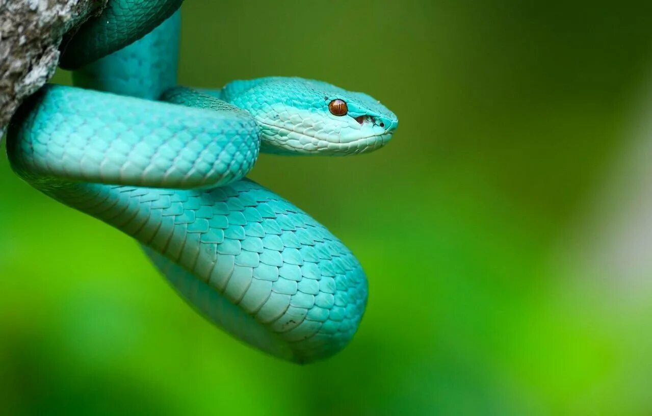 Голубая куфия гадюка. Белогубая куфия. Голубая комодская куфия (Trimeresurus insularis. Островная куфия голубая.