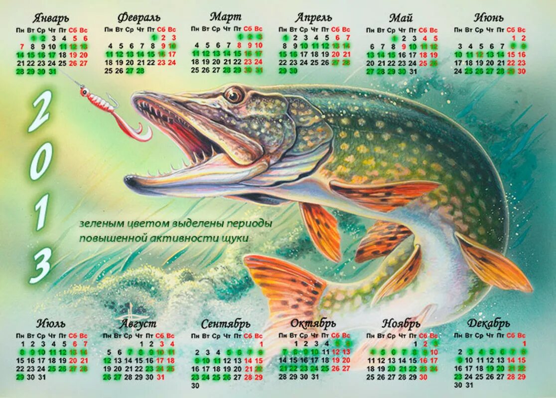 Календарь клева щуки. Рыболовный календарь на щуку. Календарь рыболова щука. Календарь рыбалки на щуку. Когда начинается клев щуки